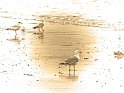 Möwen am Strand von Borkum warten auf frisch angespülte Nahrung